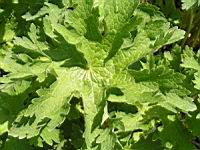 Geranium Ibericum (fam. Geraniacees)(Caucase) (05) (Photo F. Mrugala)